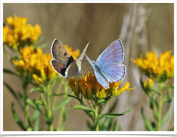 Blue Copper pair